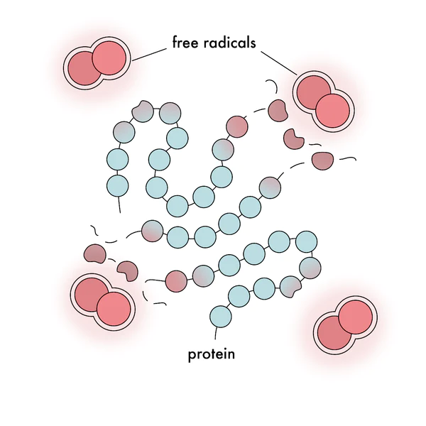 Hạn Chế Calo và Tuổi Thọ - Một Phương Pháp Dựa Trên Khoa Học 7 free