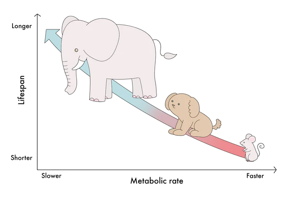 Hạn Chế Calo và Tuổi Thọ - Một Phương Pháp Dựa Trên Khoa Học 6 rate of