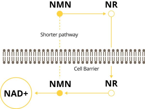 Cách tăng NAD+ trong cơ thể 5 nmn pathway precursor 600x453 1