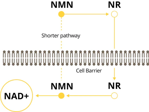 So sánh 2 tiền chất tạo nên NAD+ : NMN & NR 3 nmn pathway