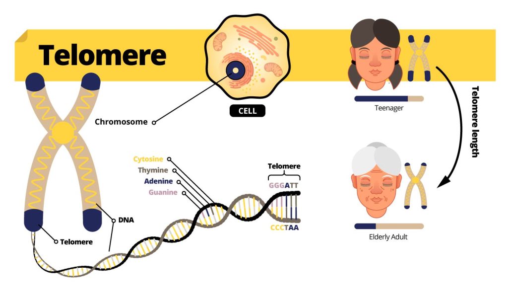 Cẩm nang kéo dài tuổi thọ 2022 - Vai trò của vitamin D3 trong việc chống lão hóa 5 telomere infograph