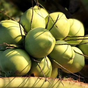 qua-chong-lao-hoa-dua-ben-tre