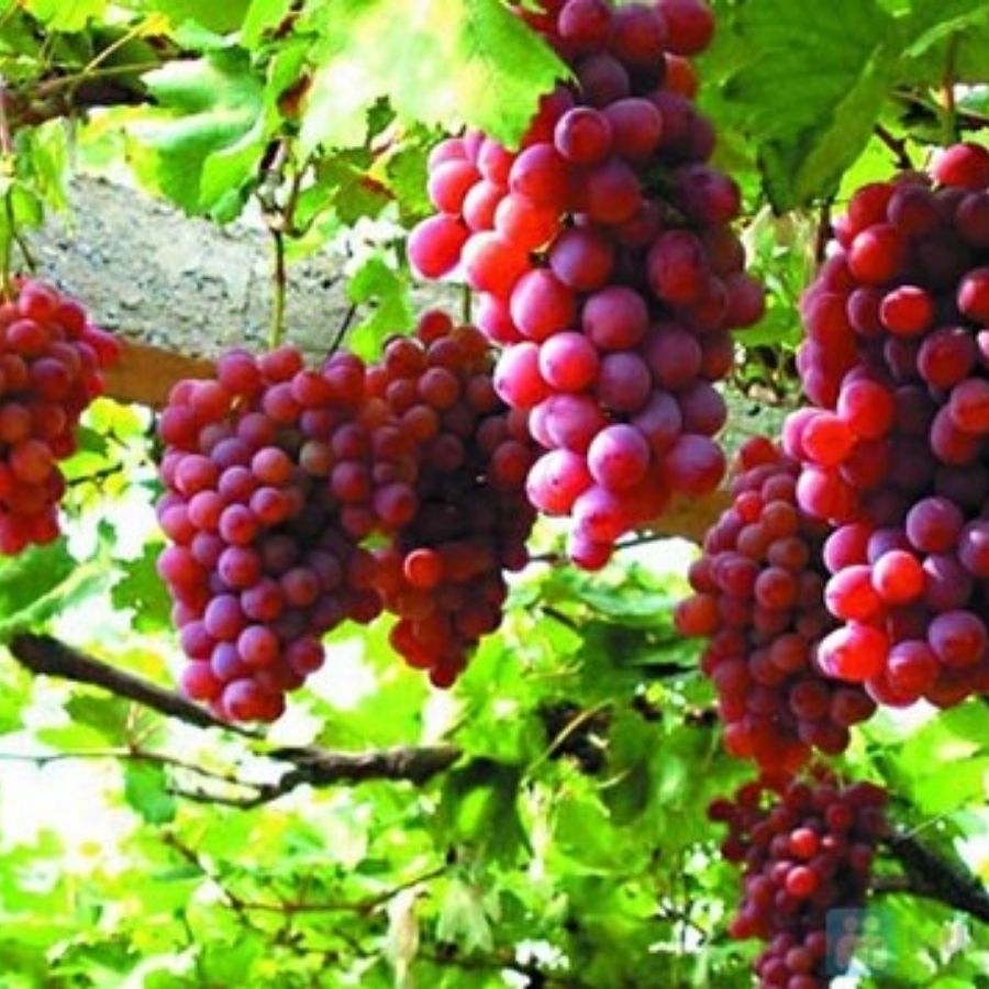 qua-chong-lao-hoa-nho