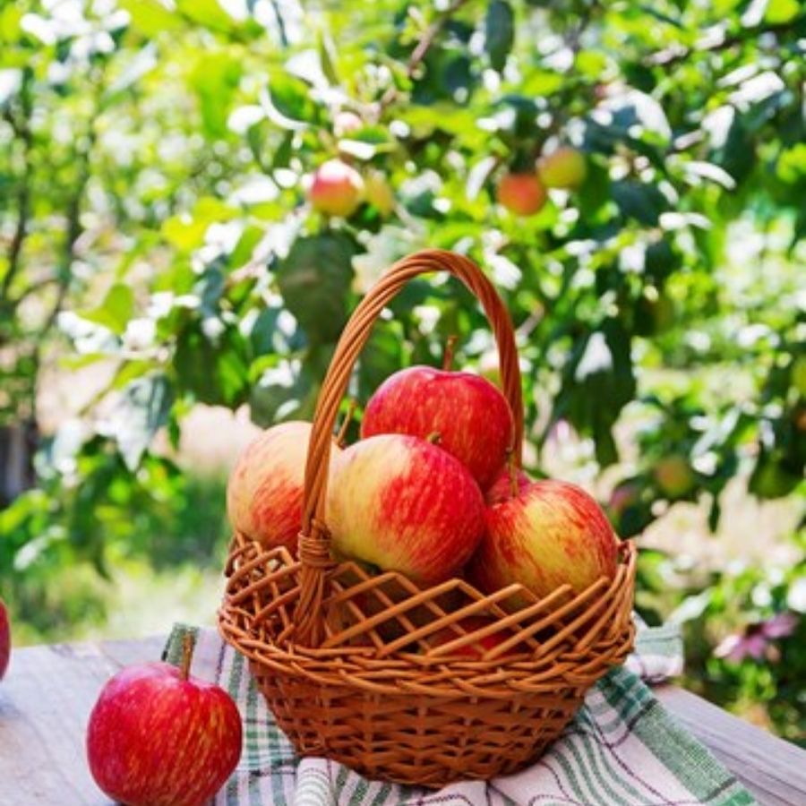 qua-chong-lao-hoa-tao