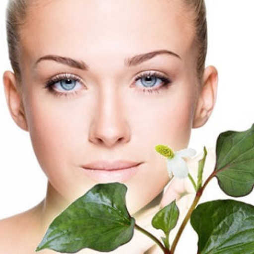 cong-dung-cua-rau-diep-ca-doi-voi-lan-da