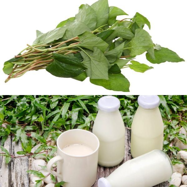 Mặt na rau diếp cá: Tác dụng, lời khuyên sử dụng tối ưu nhất 13 rau diep ca voi sua tuoi