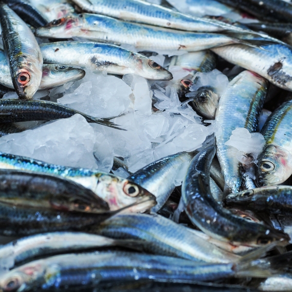 ca-thu-giau-protein-it-calo