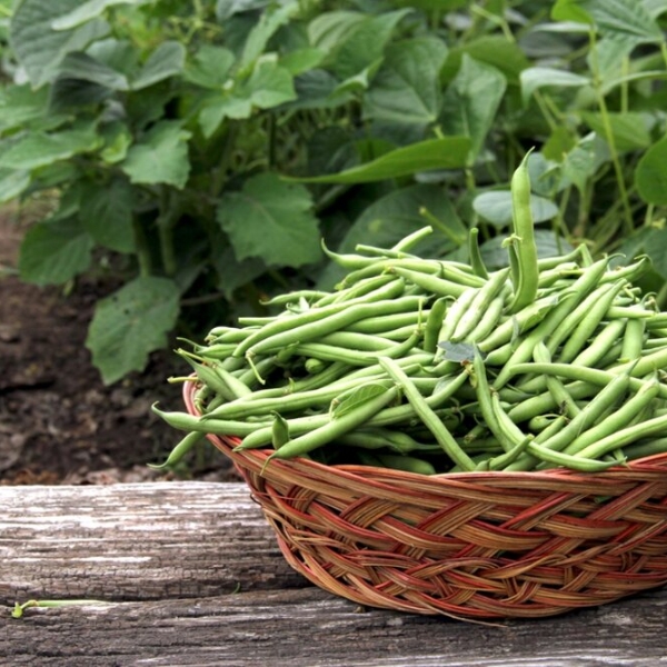 dau-phong-giau-protein-it-calo