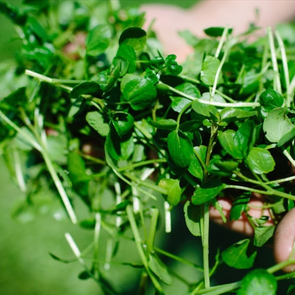 cai-xoong-giau-protein-it-calo