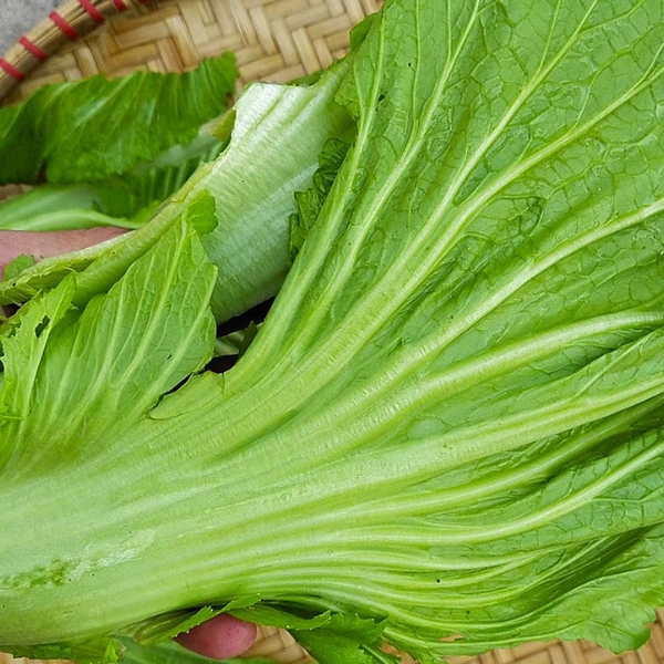 cai-be-xanh-giau-protein-it-calo