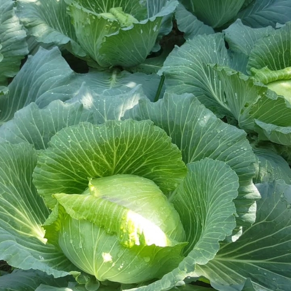 bap-cai-giau-protein-it-calo