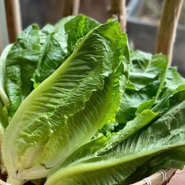 TOP 20 loại rau quả giúp giảm mỡ bụng "thần tốc" 25 bap-cai-giam-mo-bung