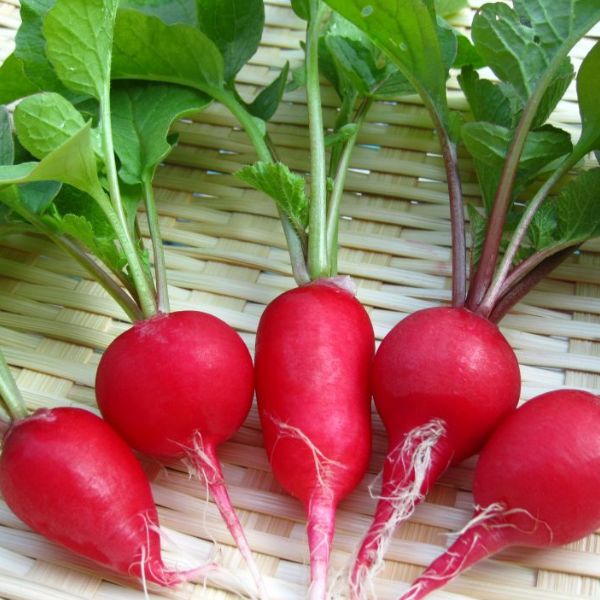 TOP 20 loại rau quả giúp giảm mỡ bụng "thần tốc" 27 cu-cai-duong-giam-mo-bung