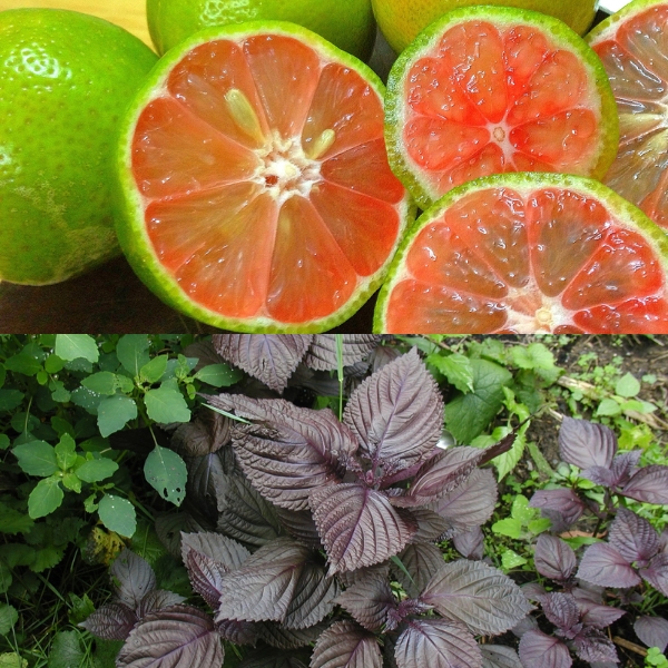 chanh-dao-mat-ong-tia-to