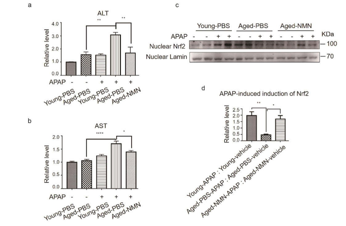 Nghiên cứu: Vai trò của NMN trong việc phục hồi sức khỏe gan khi cơ thể lão hoá 5 image